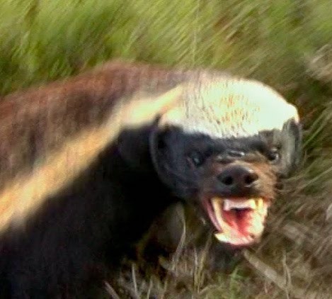 Тем временем Иран держит своё слово и продолжает наносить удары по объектам ТЭК стран Персидского залива.