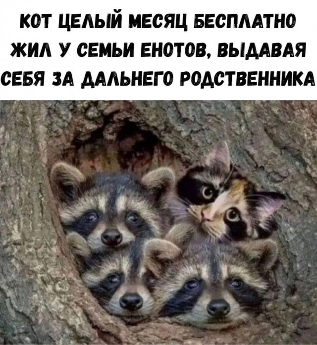 К котовторнику: подборка картинок-баянов с котиками и про котиков. Выпуск 37.
