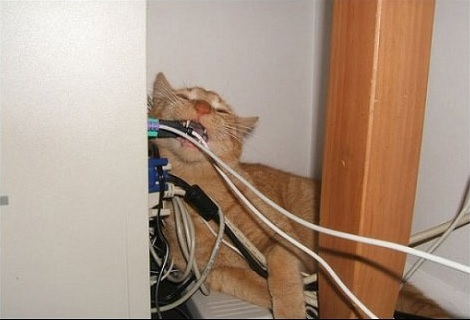 Котейка, который не знает как лежат котейки