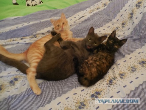 Пусть мама услышит, пусть мама придет - мимишность