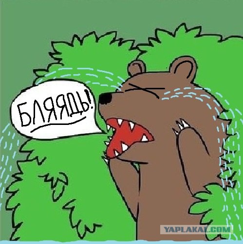 Медведи почти на все случаи жизни