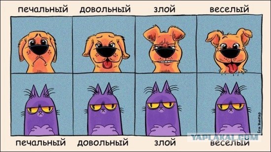 Сравнение выражения эмоций собак и кошек