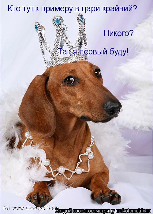 Собакочетверг! 04.09.2014