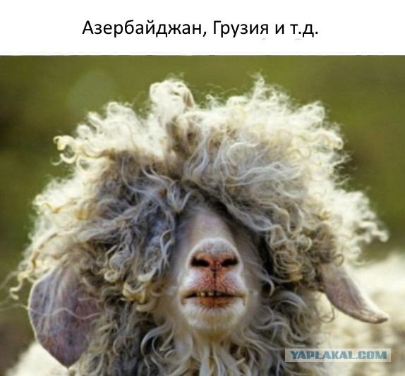 Символы стран в животных