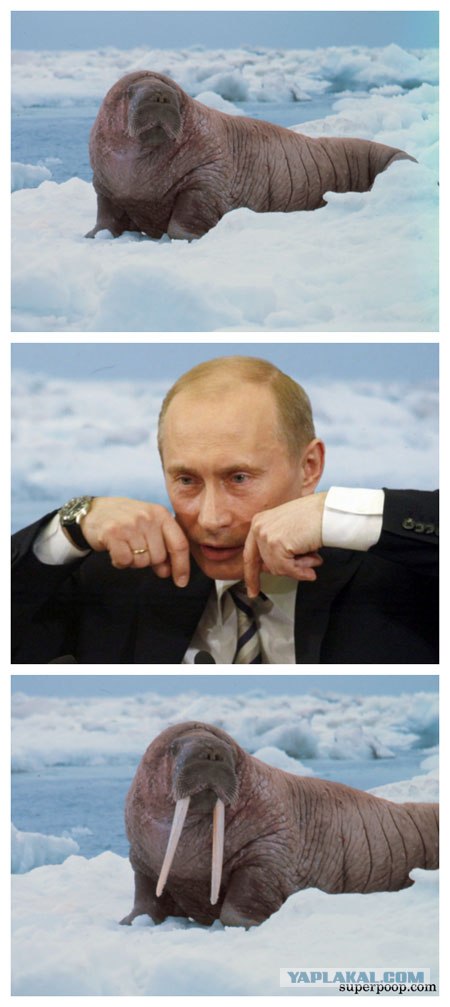 Путин на страже