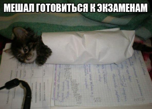 Котовторник