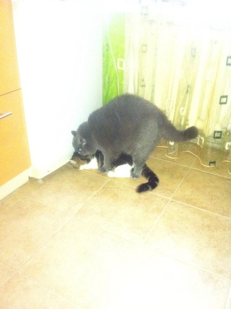 Котовторник 13.10.2015