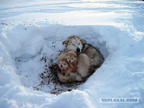 Исчезающая собака