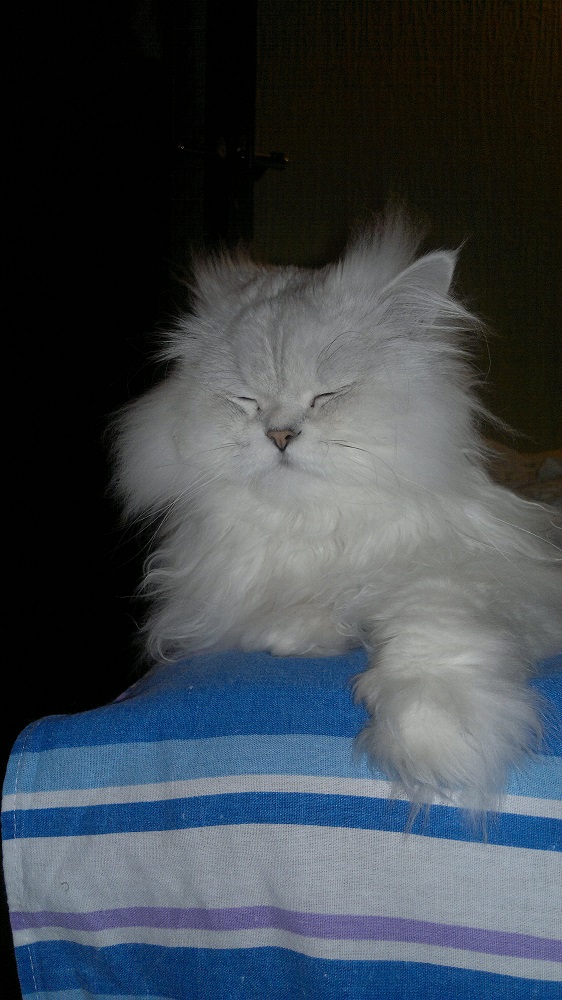 Котовторник