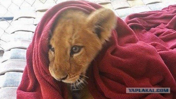 В зоопарке спасённый лев не может уснуть без одеяла