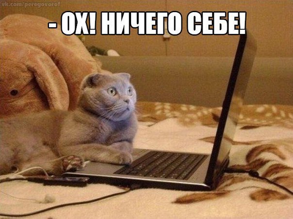 "Оскара" - котикам!