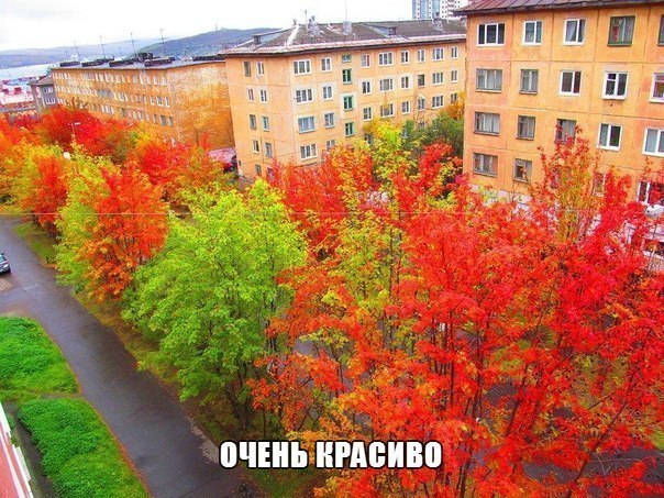 Картинки и приколы из сети