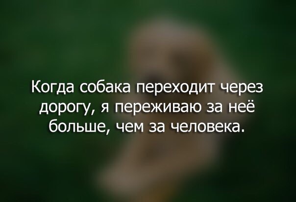 Собака дорогу переходяка