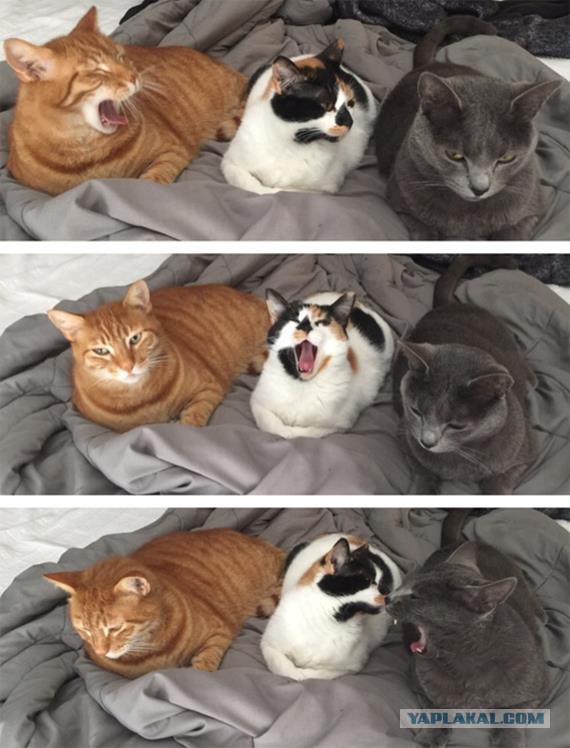 Коты из сети