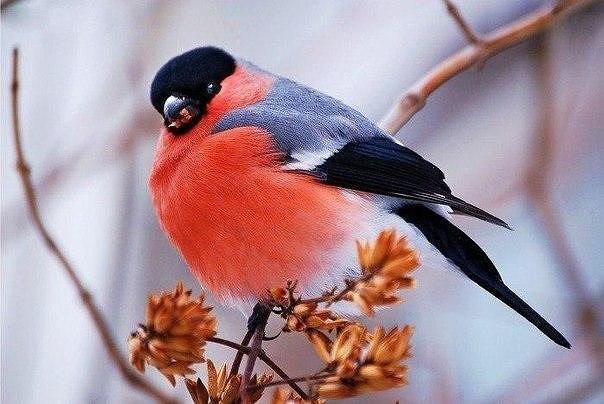 Самые смешные животные