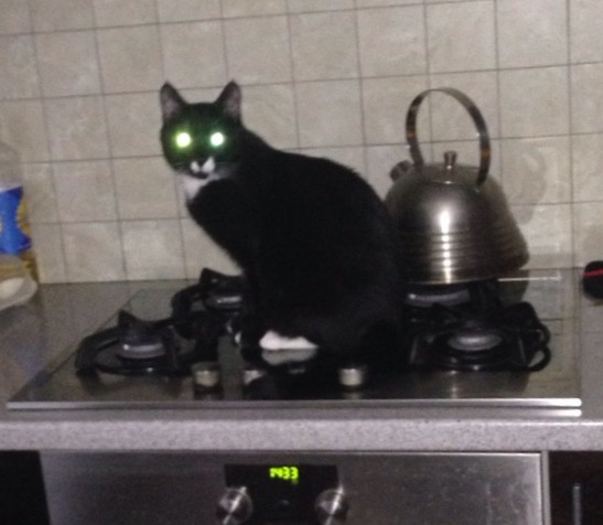 Собака нашла котейку.
