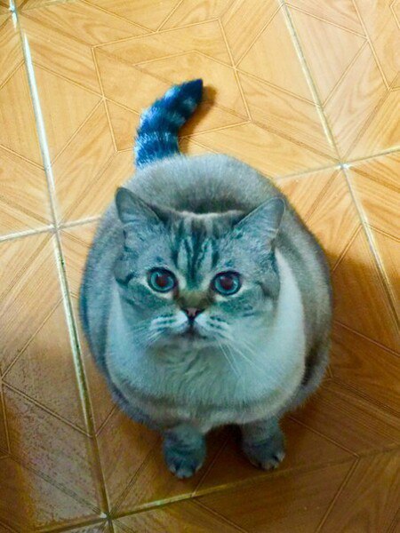 Коты и Кошки
