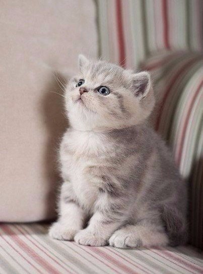 Коты и Кошки