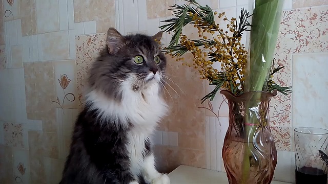 Топ 10 самых любимых и популярных пород кошек