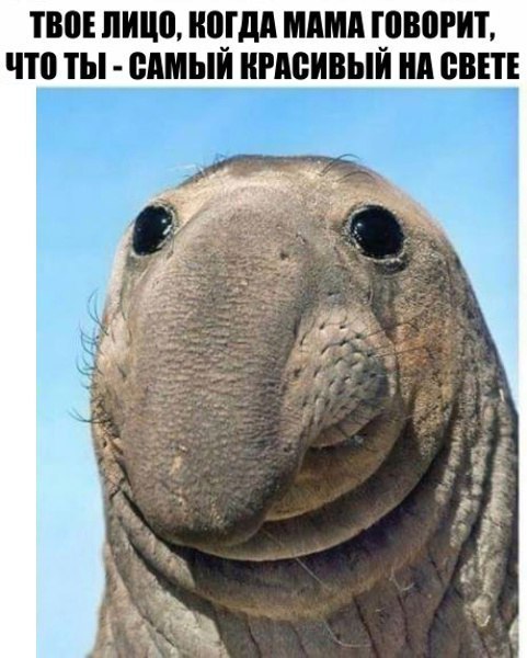 Соцсети - и смех и грех