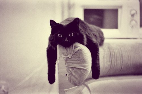Коты и Кошки