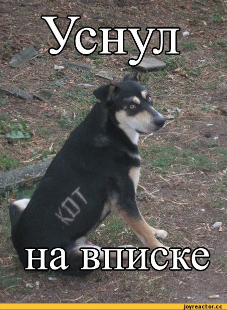 Нестандартный юмор