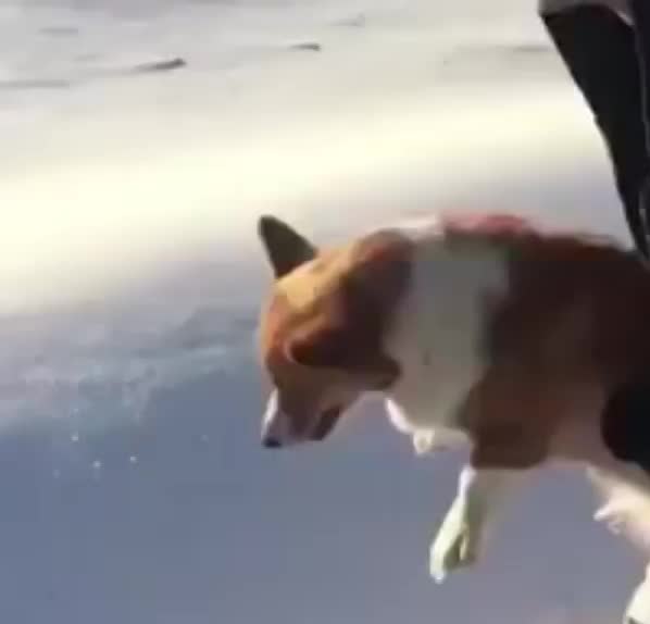 Собаку выбросили с самолёта