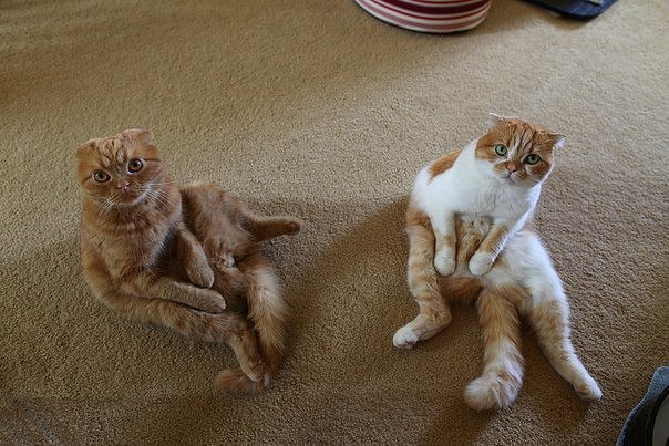 Прикольных котов пост