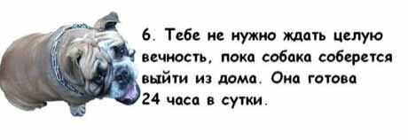 13 причин, почему холостяки предпочитают собаку