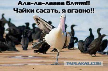 Алкопост на вечер этой пятницы