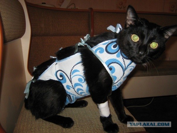 Котовторник - С праздником, котоводы!