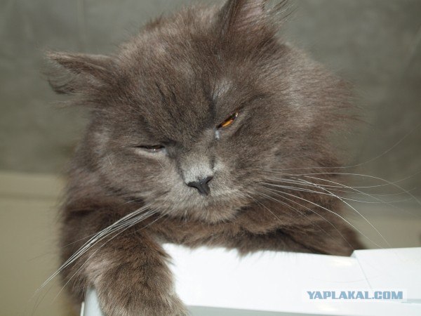 Котовторник  07.06.11
