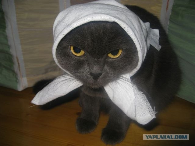Супер-котофото на котовторник