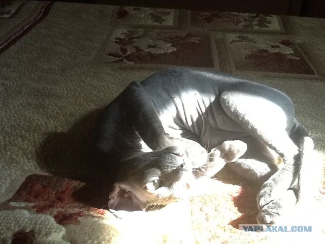 Котовторник 8 мая 2012