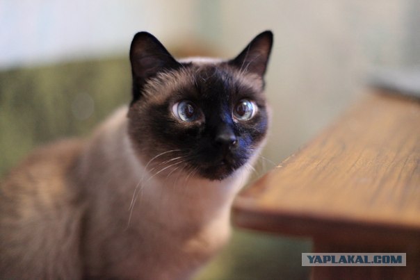 Котовторник 29.05.2012