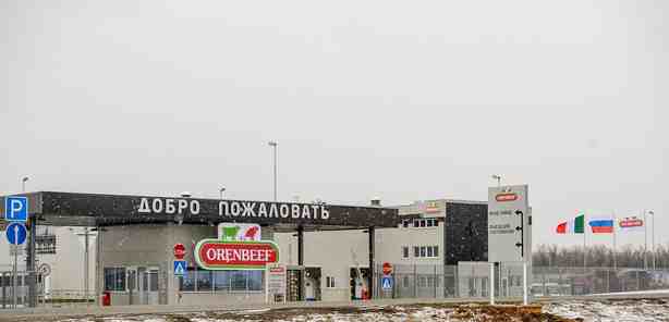 Оренбургские аграрии вырезают молочных коров, чтобы найти деньги на посевную