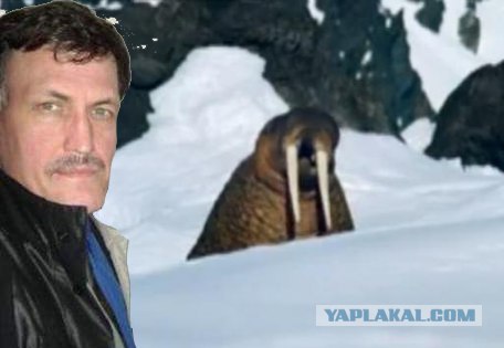 Жабим моржэ!1