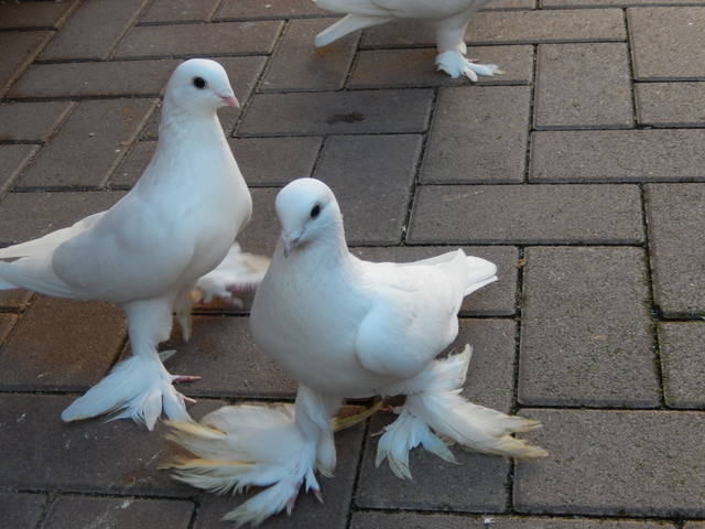 Страна голубей. Страусиный голубь. Голуби Таджикистана. Страусовые голуби. Черно чистые голоногие голуби.