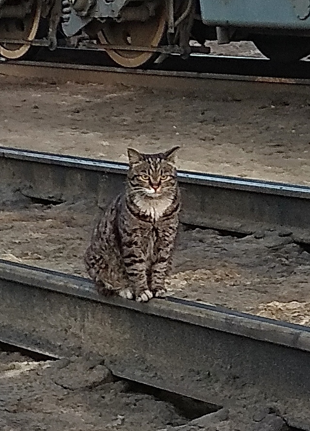 Начинаем котофторник?