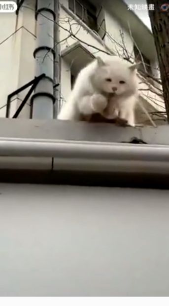Насколько быстра реакция кошек?