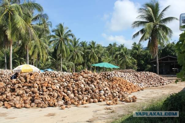 Есть такая профессия - "Чистильщик кокосов"