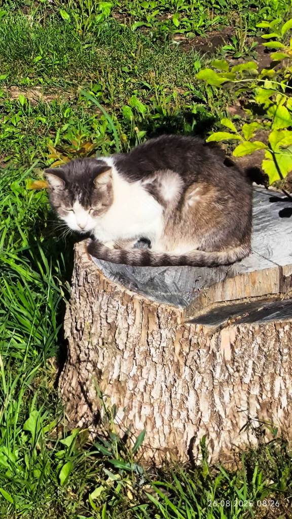 К котовторнику: подборка картинок-баянов с котиками и про котиков. Выпуск 18.
