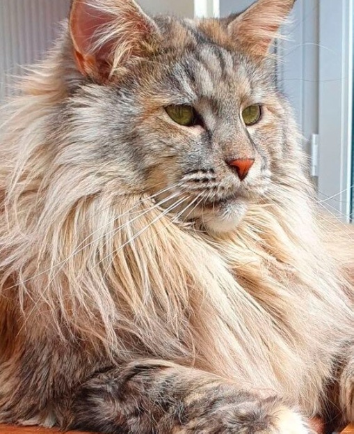 Так себе картинки 18.11.25