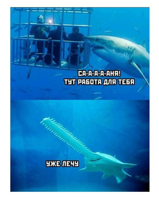 Пятничные бояны