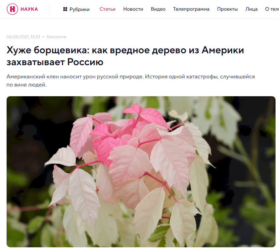 Американский клён признали чужеродным растением и требуют уничтожить