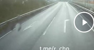 Даже собака возмутилась.