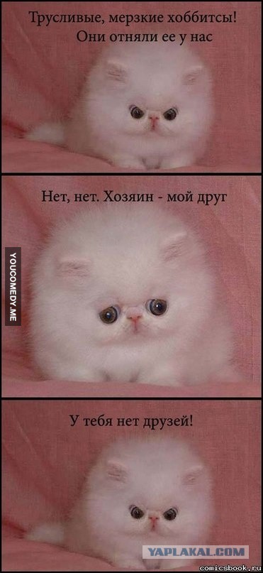 Котовторник   17.12.2013