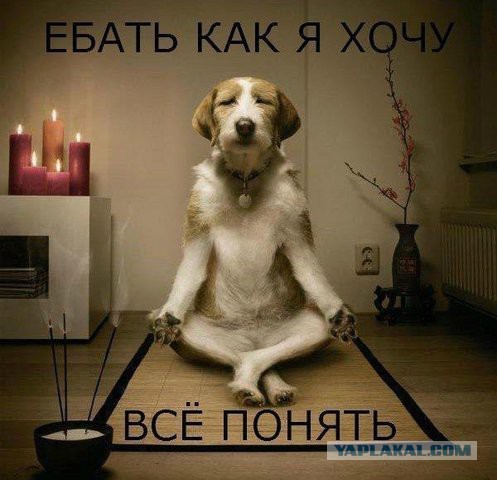 Илита апазиции в шоке