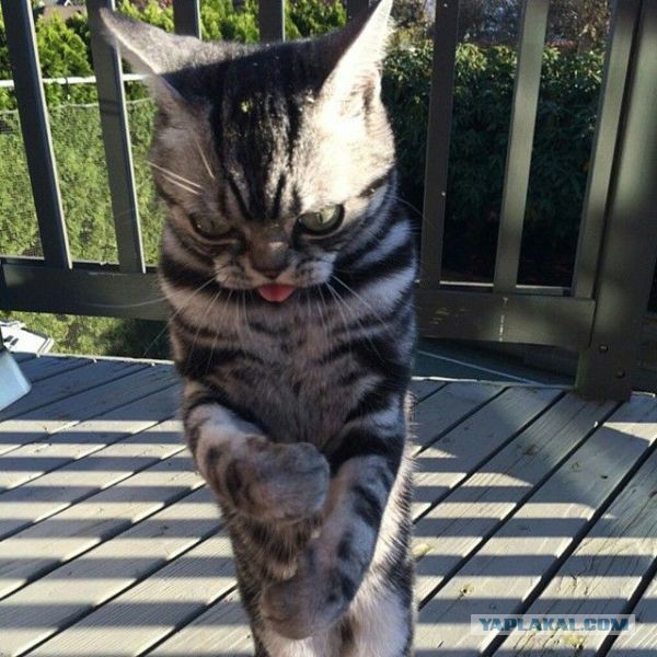 А ВЫ скоро упоретесь ?