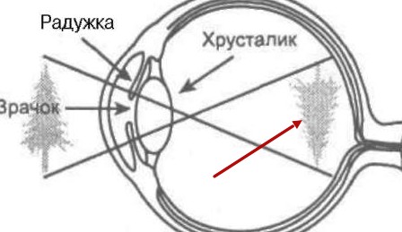 Реальность эволюции